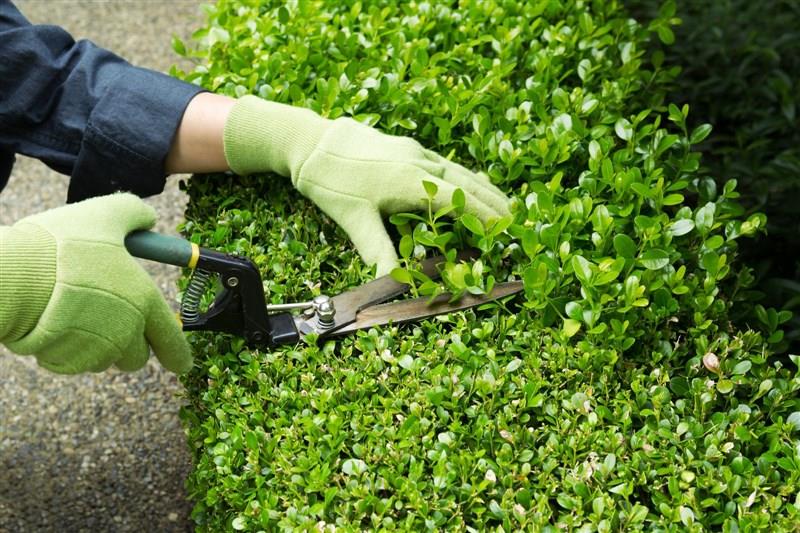 Garden and Outdoor Area Care